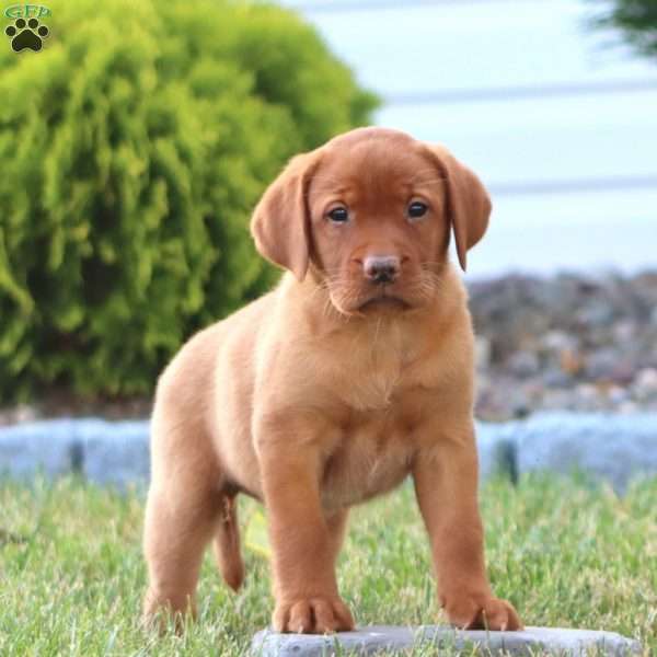 Chloe, Fox Red Labrador Retriever Puppy
