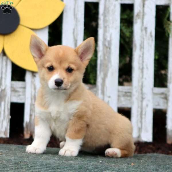 Chloe, Pembroke Welsh Corgi Puppy