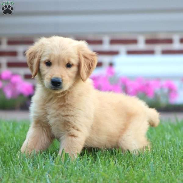 Chloe, Golden Retriever Puppy