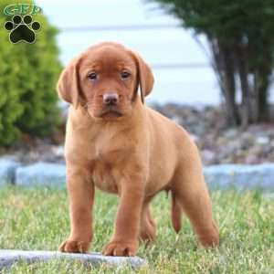 Chloe, Fox Red Labrador Retriever Puppy