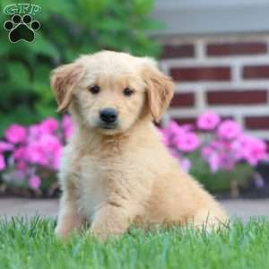 Chloe, Golden Retriever Puppy