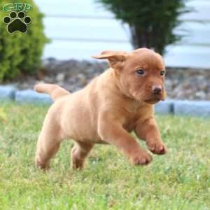 Chloe, Fox Red Labrador Retriever Puppy