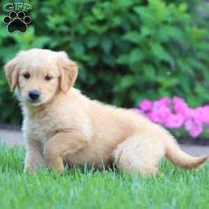 Chloe, Golden Retriever Puppy