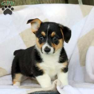 Chocolate, Pembroke Welsh Corgi Puppy