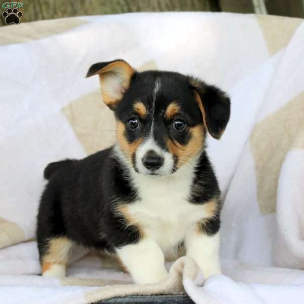 Chocolate, Pembroke Welsh Corgi Puppy