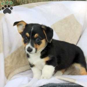 Chocolate, Pembroke Welsh Corgi Puppy