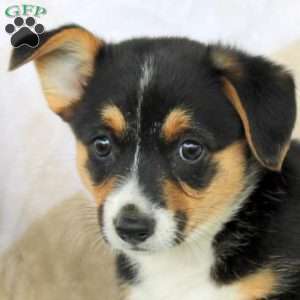 Chocolate, Pembroke Welsh Corgi Puppy