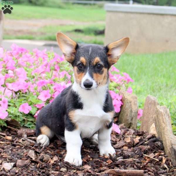 Chocolate, Pembroke Welsh Corgi Puppy