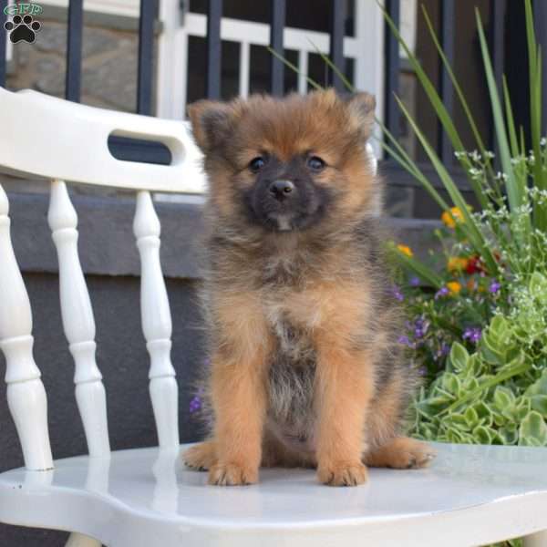 Chocolate, Pomeranian Puppy