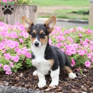 Chocolate, Pembroke Welsh Corgi Puppy