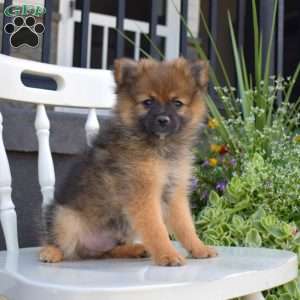 Chocolate, Pomeranian Puppy