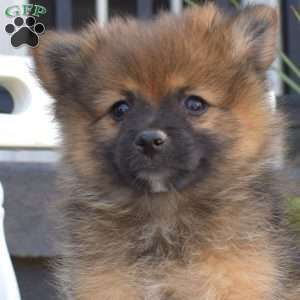 Chocolate, Pomeranian Puppy