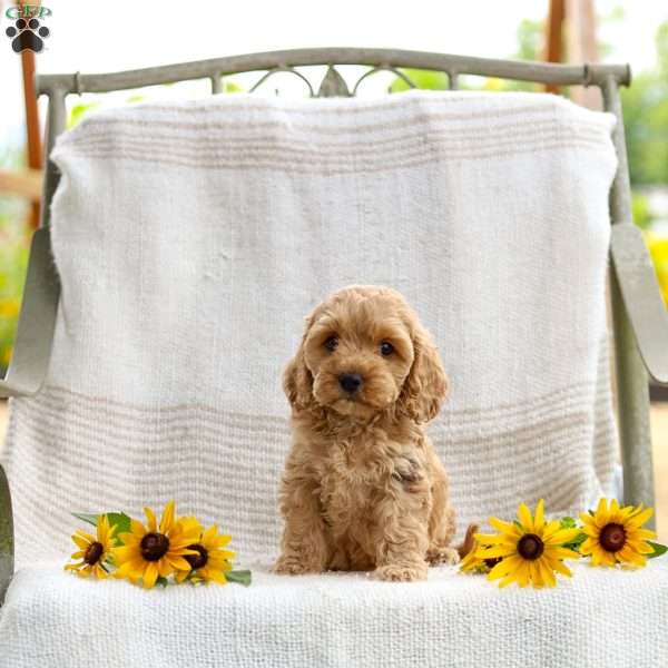 Cindy, Cockapoo Puppy