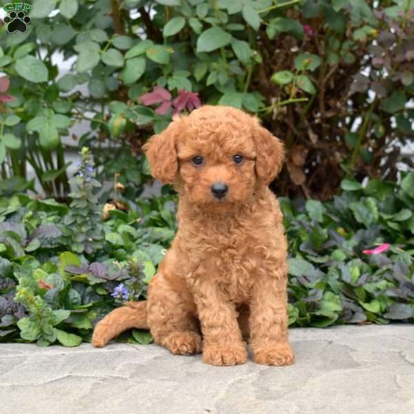 Cinnamon, Mini Goldendoodle Puppy