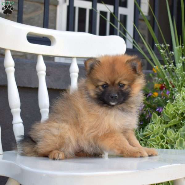 Cinnamon, Pomeranian Puppy
