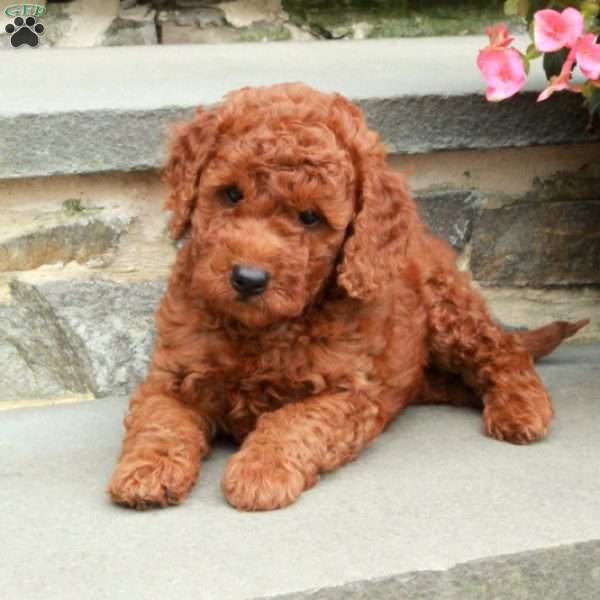 Cinnamon, Mini Goldendoodle Puppy