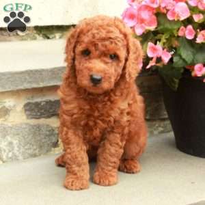 Cinnamon, Mini Goldendoodle Puppy