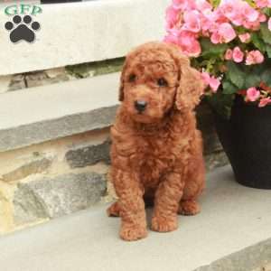 Cinnamon, Mini Goldendoodle Puppy