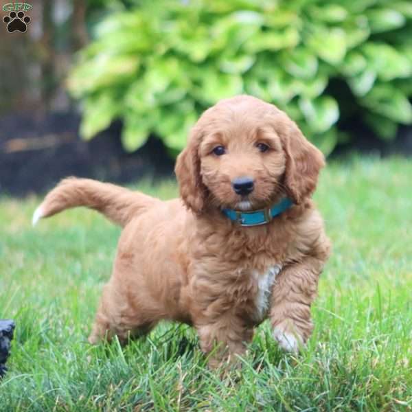 Clara, Mini Goldendoodle Puppy