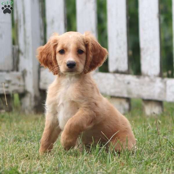 Clara, Cockapoo Puppy