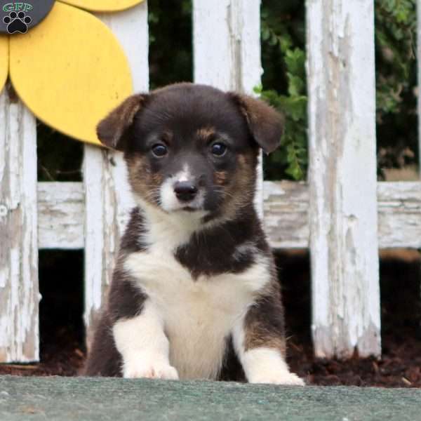 Clara, Pembroke Welsh Corgi Puppy