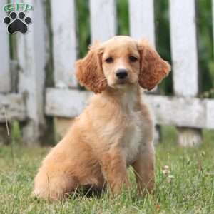 Clara, Cockapoo Puppy