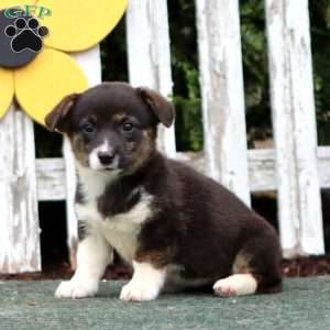 Clara, Pembroke Welsh Corgi Puppy
