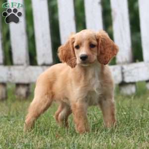 Clara, Cockapoo Puppy