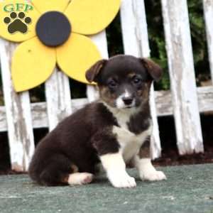 Clara, Pembroke Welsh Corgi Puppy