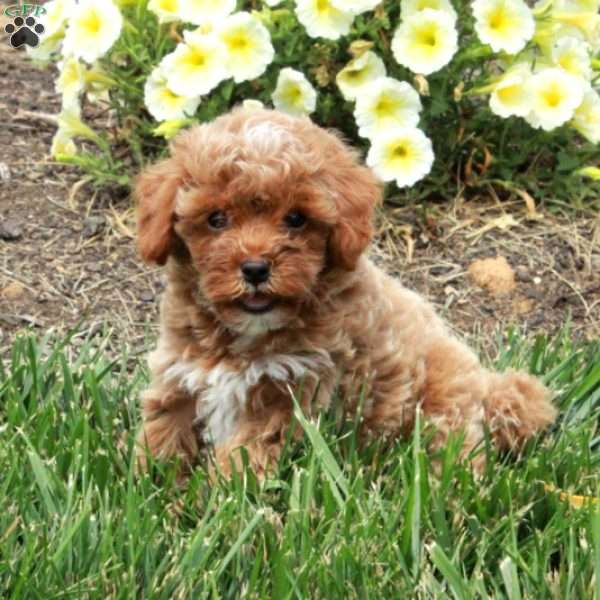 Clarence, Cockapoo Puppy