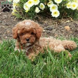 Clarence, Cockapoo Puppy