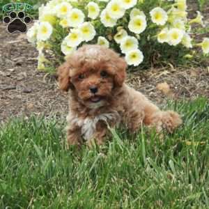 Clarence, Cockapoo Puppy