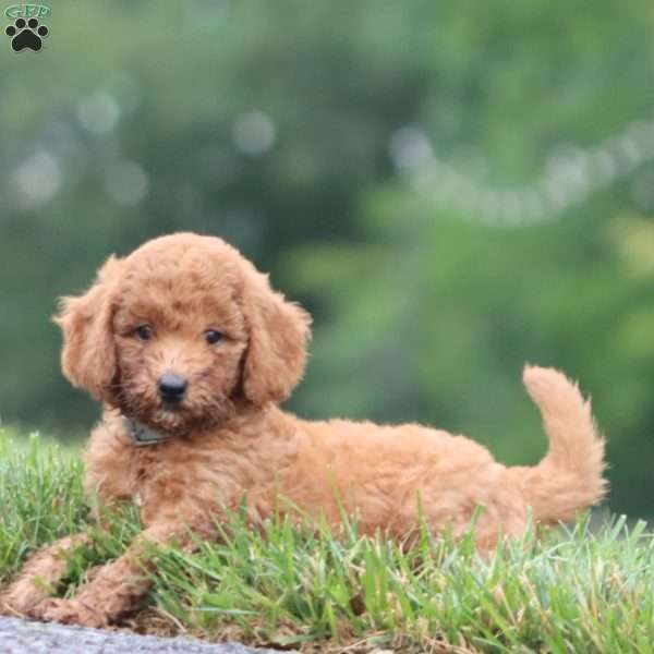 Classy, Mini Goldendoodle Puppy