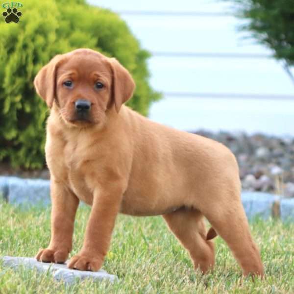 Classy, Fox Red Labrador Retriever Puppy
