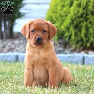 Classy, Fox Red Labrador Retriever Puppy