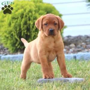 Classy, Fox Red Labrador Retriever Puppy
