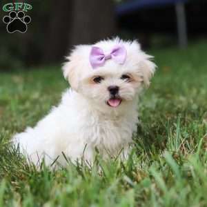 Claudia, Lhasa Apso Puppy