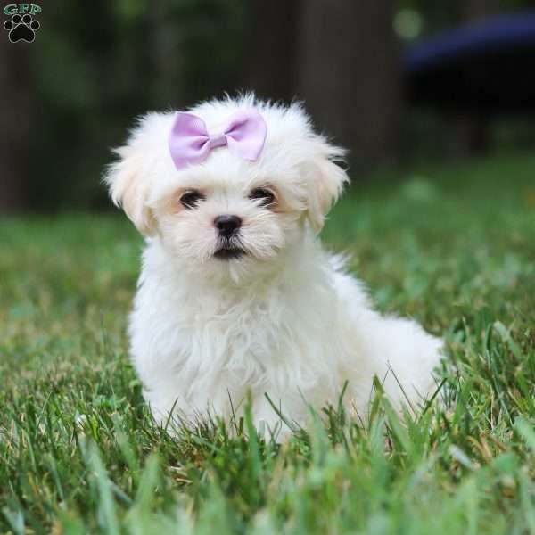 Claudia, Lhasa Apso Puppy