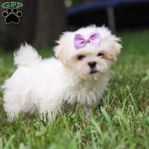 Claudia, Lhasa Apso Puppy