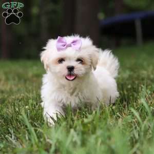 Claudia, Lhasa Apso Puppy
