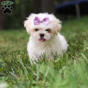Claudia, Lhasa Apso Puppy