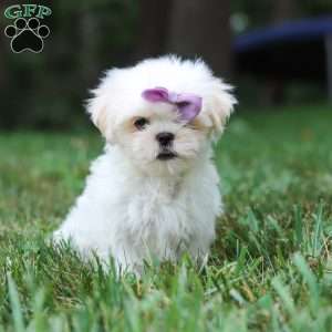 Claudia, Lhasa Apso Puppy
