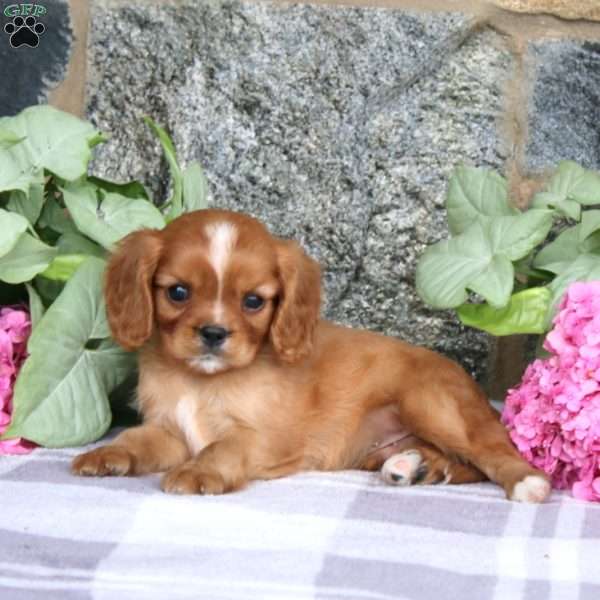 Clay, Cavalier King Charles Spaniel Puppy