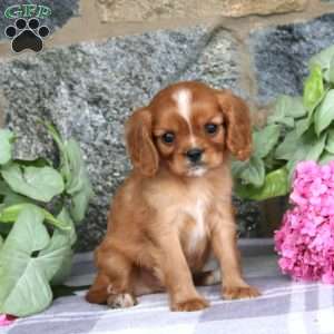 Clay, Cavalier King Charles Spaniel Puppy