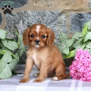 Clay, Cavalier King Charles Spaniel Puppy
