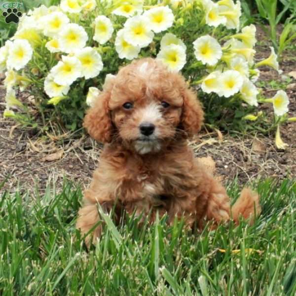 Clementine, Cockapoo Puppy