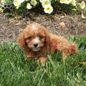 Clementine, Cockapoo Puppy