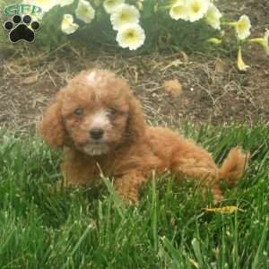 Clementine, Cockapoo Puppy
