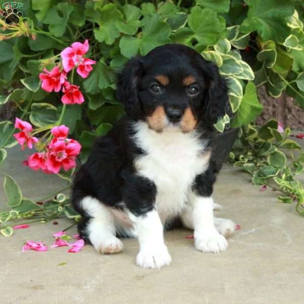 Cleo, Cavalier King Charles Spaniel Puppy