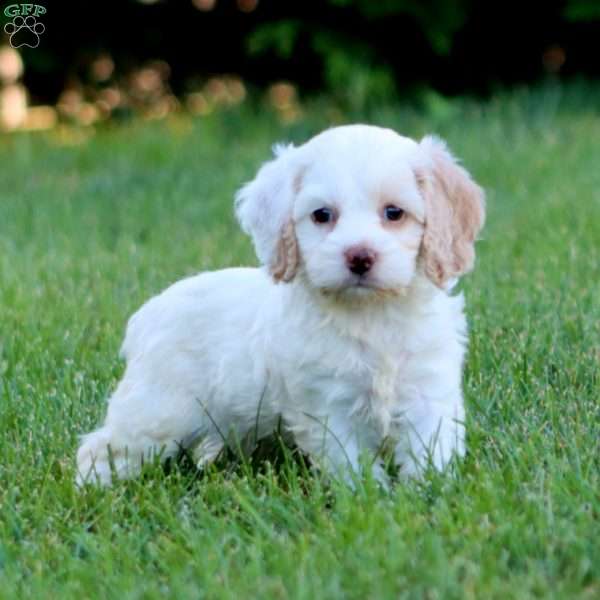Cleo, Cockapoo Puppy